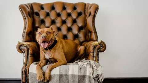 Archie the pitbull terrier type dog chills out on a comfy armchair in his loving home